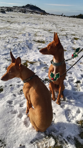Woolly Holly Dog Collar/Harness/Lead Decoration