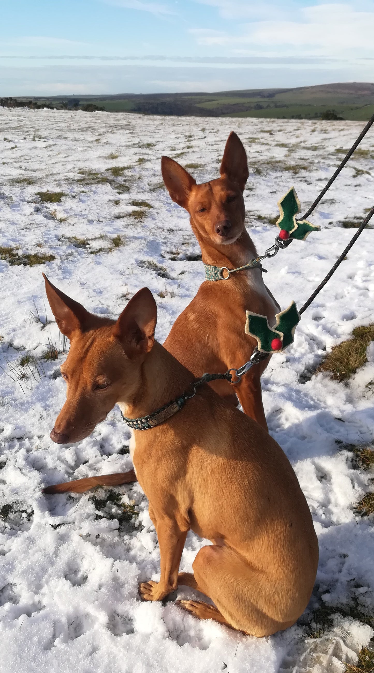 Woolly Holly Dog Collar/Harness/Lead Charm