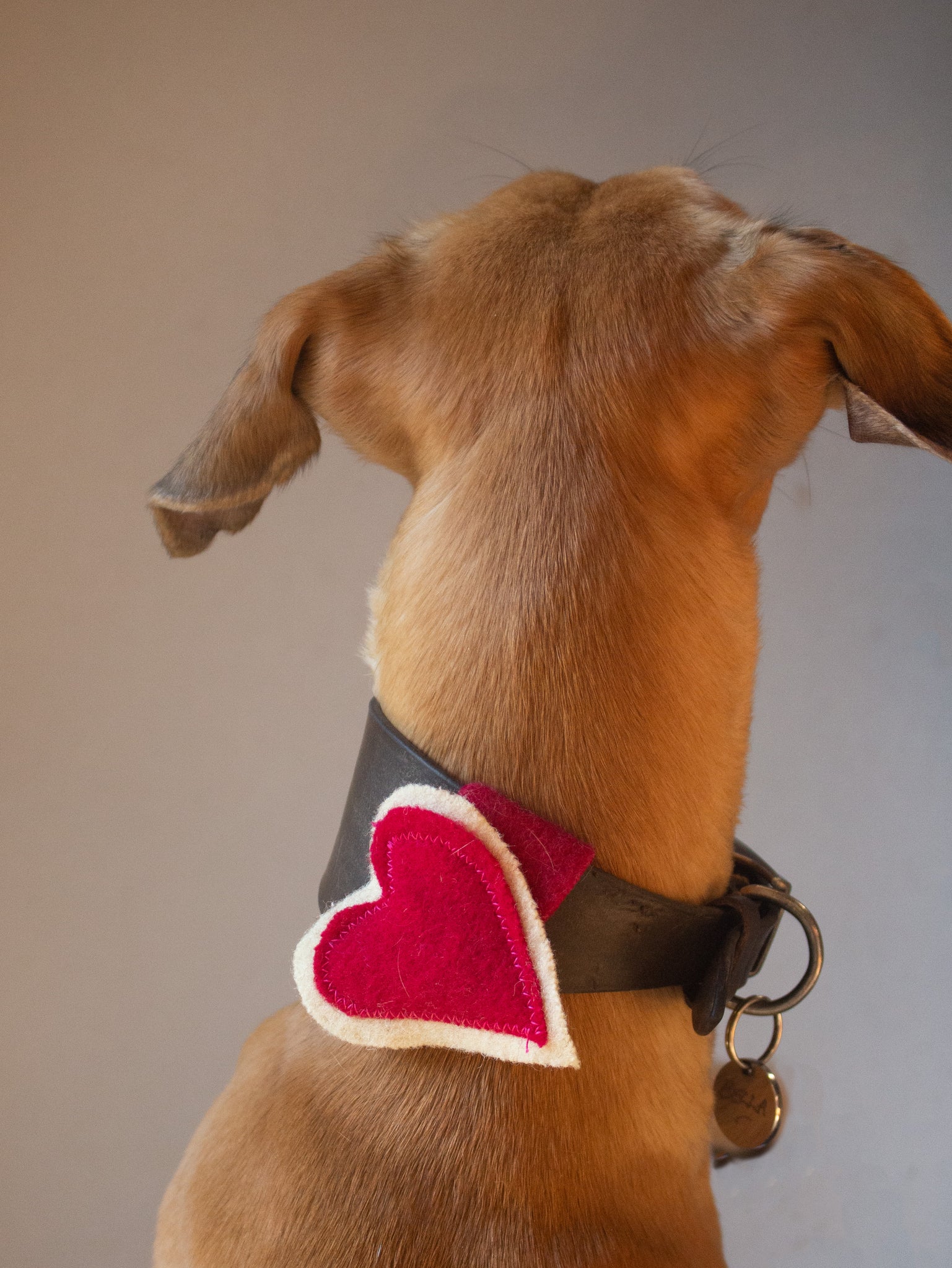 Heart Dog Collar/Harness Decoration