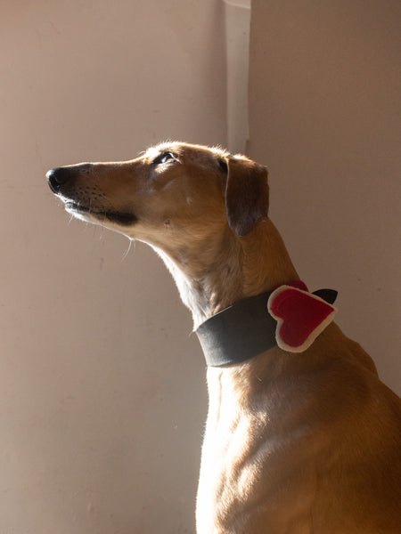 Heart Dog Collar/Harness Decoration