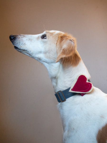 Heart Dog Collar/Harness Decoration